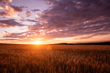 Wall Mural - sunset over the field