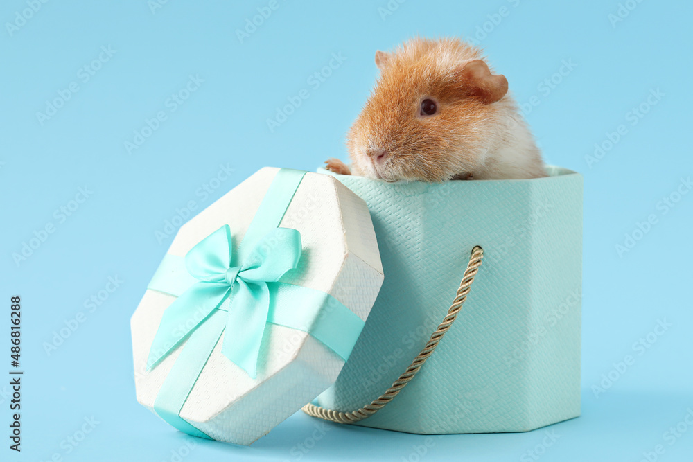 Funny Guinea pig in gift box on blue background