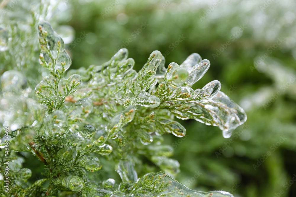 Closeup view of icy coniferous bush on winter day