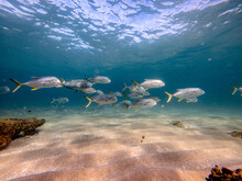 Underwater Shot Of School Of Crevalle Jack Fish

