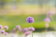 Pastel Purple Verbena Bonariensis Flower Blooming Field In Garden With Blurry Background And Soft Sunlight. Flowers Blooming On Softness Style In Spring Summer Under Sunrise
