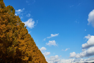 Wall Mural - 滋賀県メタセコイア並木道