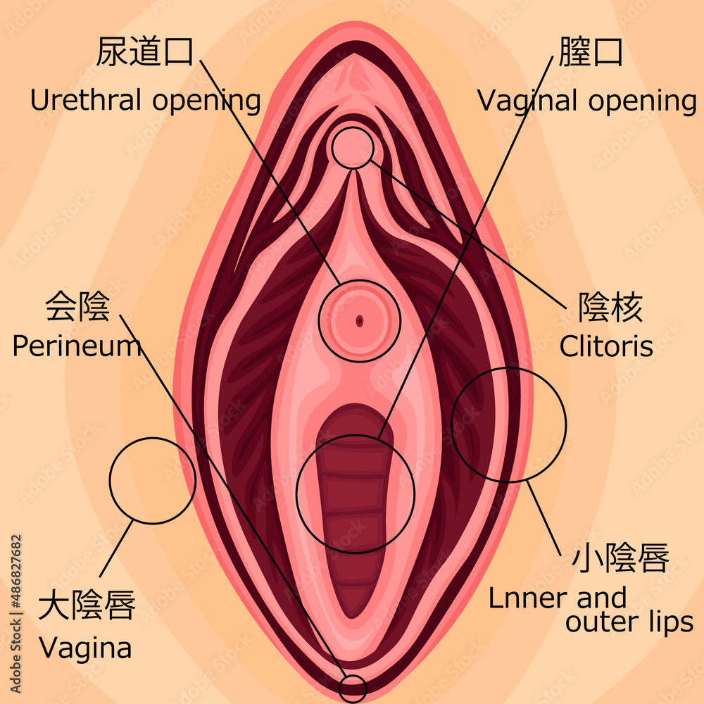 性器 