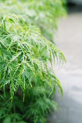 Canvas Print - A close-up shot of an acer in Japan