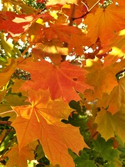 autumn maple leaves