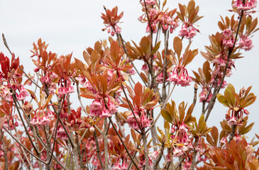 Wall Mural - Enkianthus quinqueflorus Lour - a kind of Chinese New Year Flower in bell shape.