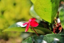 Tiny Red Flower