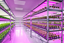 Indoor Farm System Raised Plants On Shelves Growth With Led Light