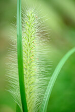 Close Up Of Foxtail Grass Flower In Garden