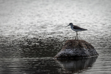 Green Sandpiper in their natural environment.