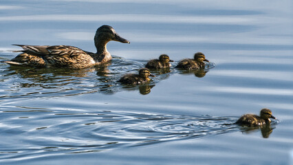 Sticker - A beautiful shot of a mom duck and some baby ducks in a lake