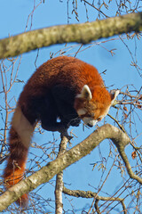 Canvas Print - A red Panda, also called Firefox, in the branches