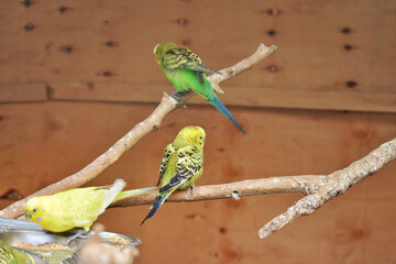 A closeup portrait of green parrots perched on a branch of a tree on a wooden background