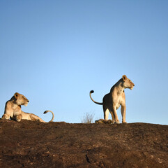 Poster - A lion and lioness in a field