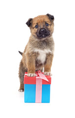 Canvas Print - Dog with a gift.