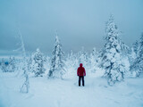Fototapeta Tulipany - Lonely traveler in a fabulous winter forest. Severe northern weather, poor visibility. Polar expedition. Snowy slope in a foggy frost shroud.
