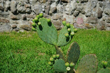 Natural Background With Green Prickly Pear Plant