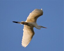 Great White Heron Egret In Elegant Flight
