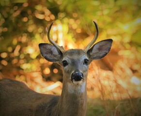 Wall Mural - Young buck male deer antlers cool eye