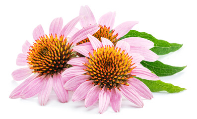 Blooming coneflower heads or echinacea flower isolated on white background close-up.