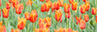 wonderful bright red tulips with an orange border bloom in a spring field