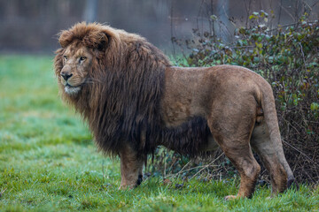 Wall Mural - lion resting in the meadow