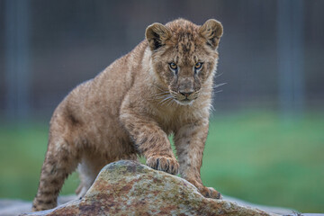 Wall Mural - baby lion playing on the rock