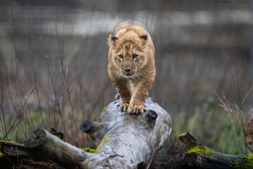 Wall Mural - baby lion playing on the tree