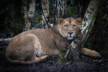 Wall Mural - lion resting in the meadow