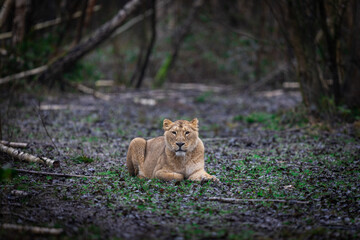 Wall Mural - lion resting in the meadow