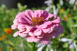 Bumblebee collects nectar on a zinnia flower