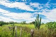 Mandacaru cactus and blue sky - a view of the countryside in Oeiras - Piaui state, Brazil