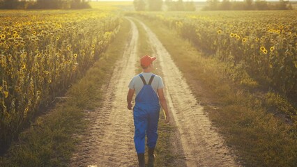 Sticker - agriculture. a male farmer walk along a road among a field of sunflowers. farm agriculture business concept. man farmer working in a field of sunflowers. sun senior agronomist