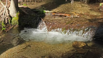 Wall Mural - Mountain river in the green forest