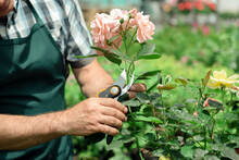 Gardener Landscaping And Taking Care Of Beautiful Roses