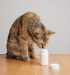 Domestic cat sniffs bottles of pills.