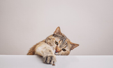 Wall Mural - A domestic cat reaches for dry food on the kitchen table with its paw.