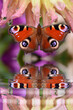 Schmetterling 955