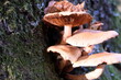 FU 2020-11-14 Klosterpark 46 Am Baum wachsen Pilze