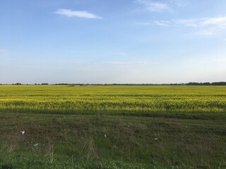 Wall Mural - field of flowers