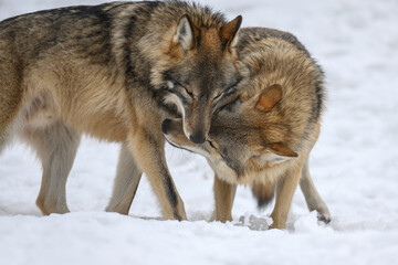 Wall Mural - Two Gray wolf in the winter forest. Wolf in the nature habitat