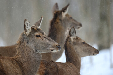 Fototapete - Deer in the winter forest. Animal in natural habitat. Wildlife scene