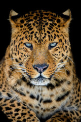 Wall Mural - close up big leopard isolated on black background