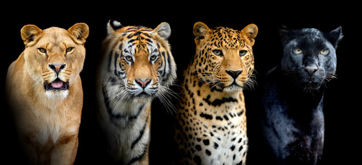 Wall Mural - close portrait big wild cats (lion, tiger, leopard) on black background