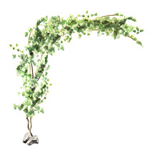 Ivy Plant Arch, Hand Drawn Watercolor Illustration Isolated On White Background