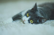Portrait of a beautiful gray-white cat lies on a white carpet