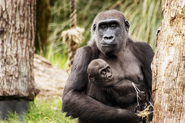 Poster - A closeup of a mother monkey holding the baby