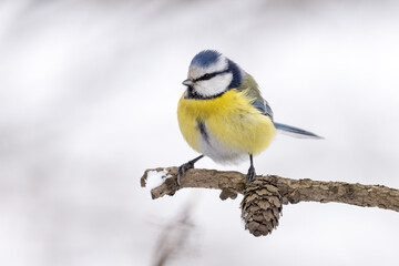 Wall Mural - Eurasian blue tit on branch with cone