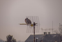 A Pigeon On An Antenna Of A Roof
