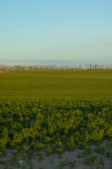 summer landscape, green fields and blue sky with clouds